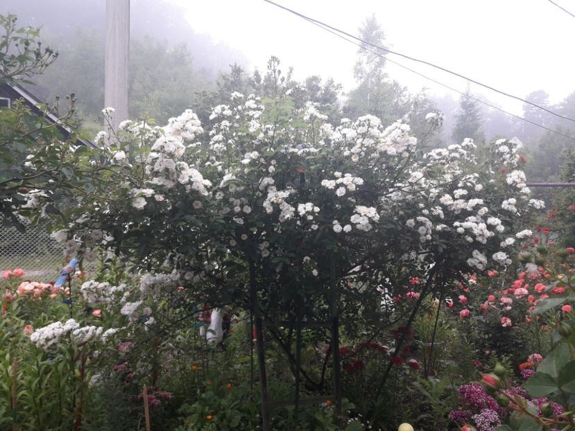  - IMAGINI MIXTE GRADINA 2019