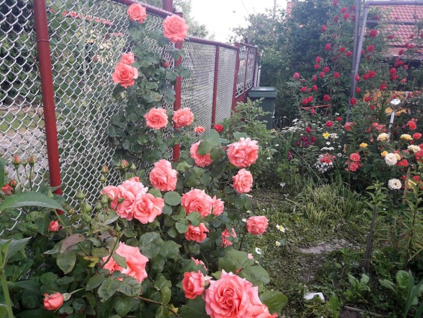  - IMAGINI MIXTE GRADINA 2019