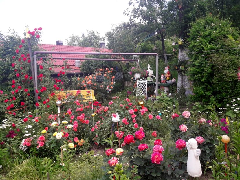  - IMAGINI MIXTE GRADINA 2019