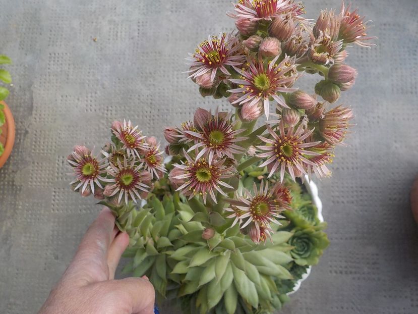  - Genul Sempervivum