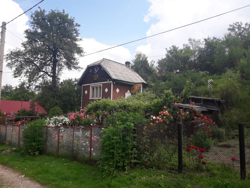  - IMAGINI MIXTE GRADINA 2019