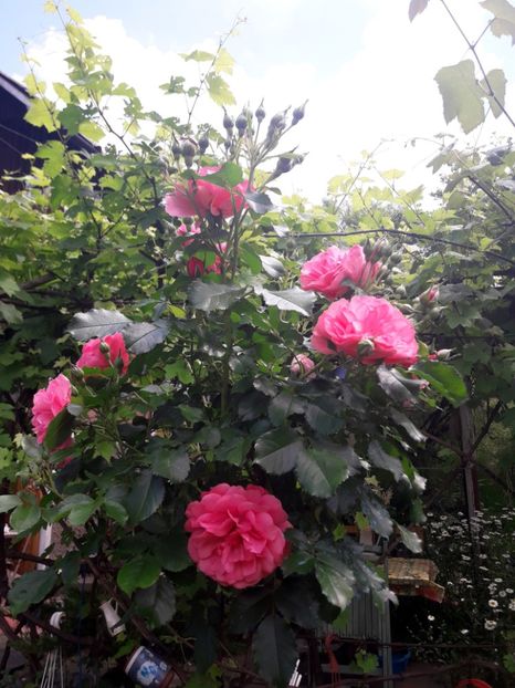  - IMAGINI MIXTE GRADINA 2019