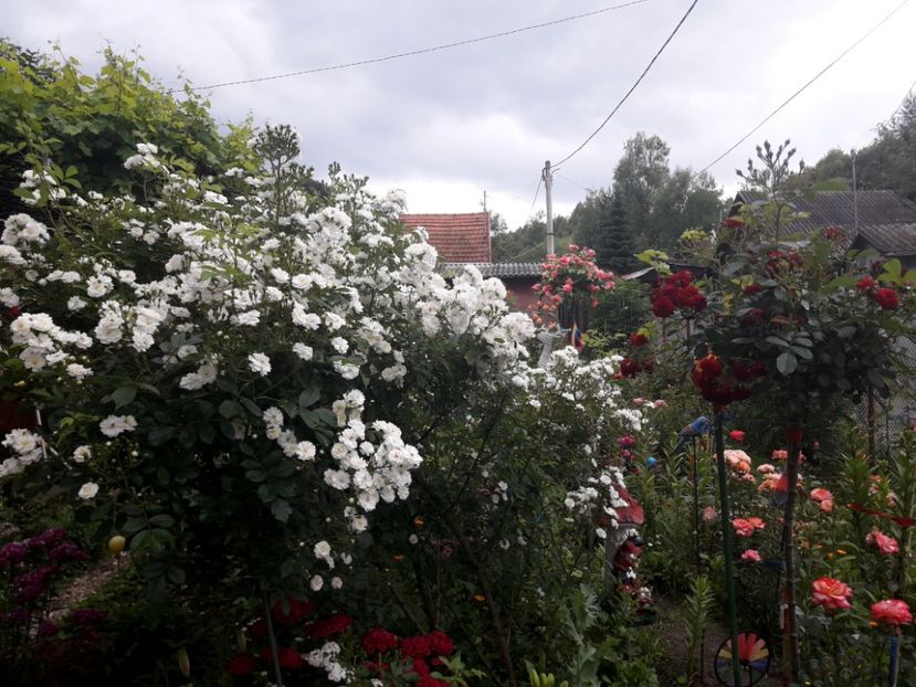  - IMAGINI MIXTE GRADINA 2019