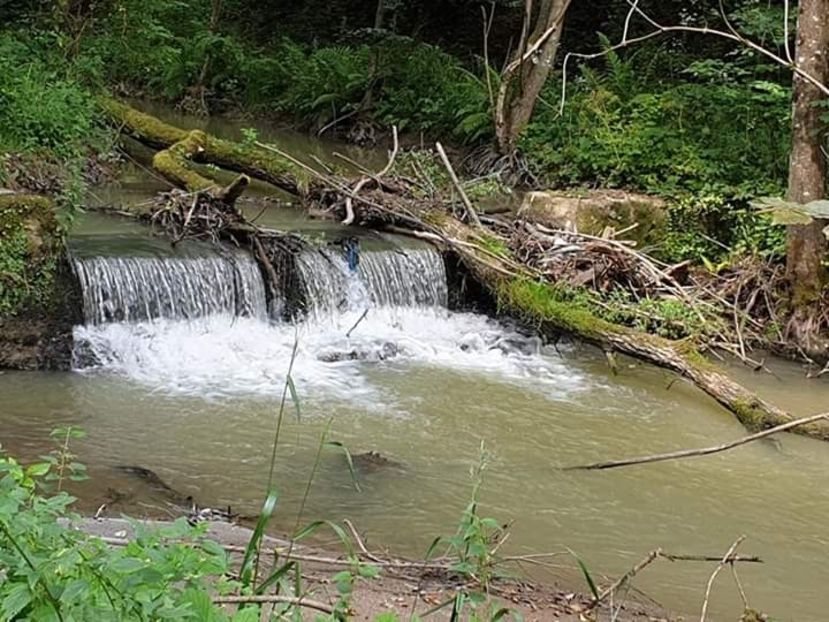  - La iarbă verde în iulie 2019