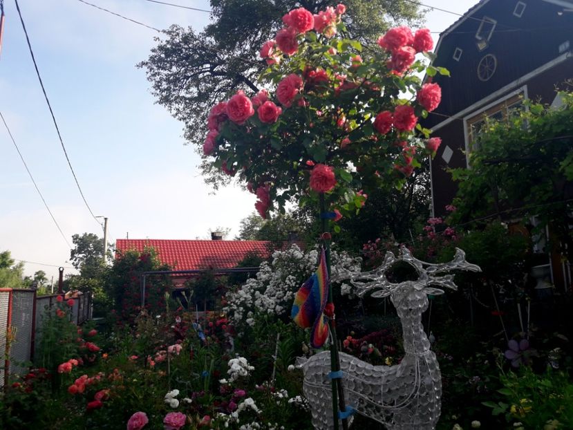  - IMAGINI MIXTE GRADINA 2019