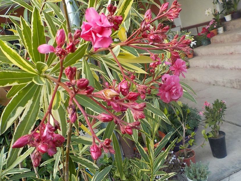  - variegat nr 24