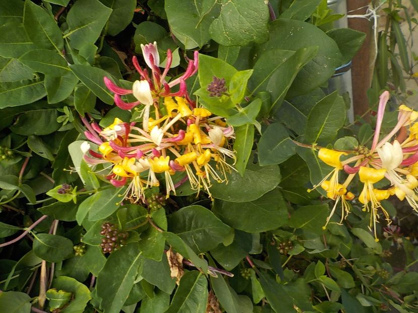  - lonicera