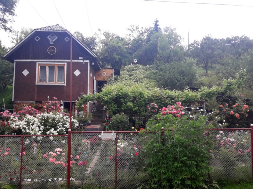  - IMAGINI MIXTE GRADINA 2019