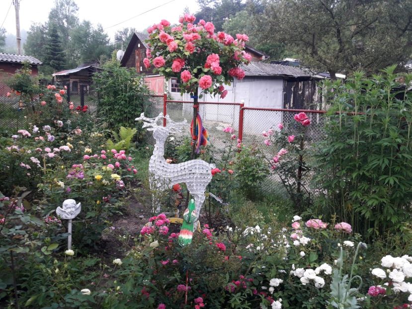  - IMAGINI MIXTE GRADINA 2019