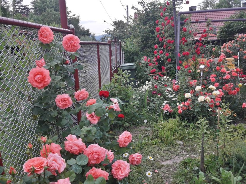  - IMAGINI MIXTE GRADINA 2019