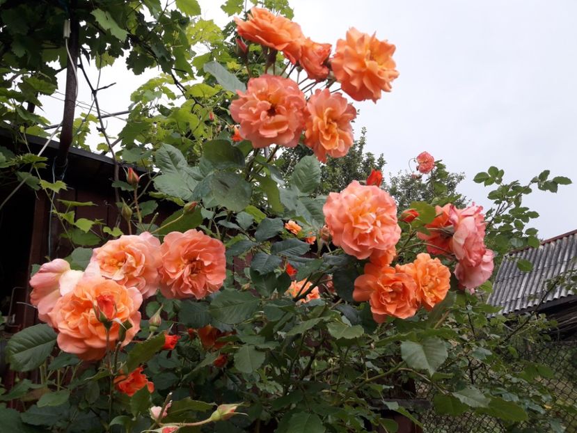  - IMAGINI MIXTE GRADINA 2019