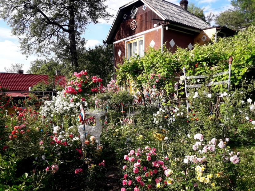  - IMAGINI MIXTE GRADINA 2019