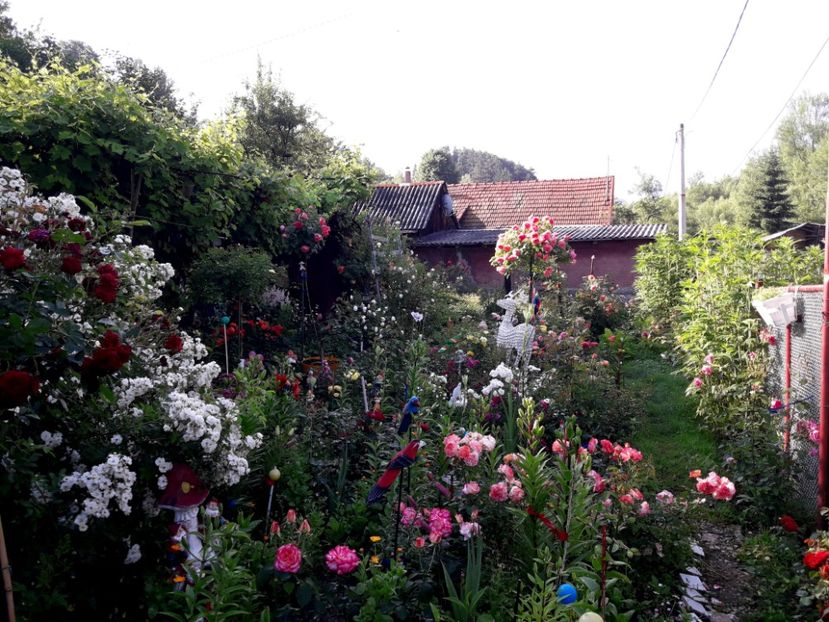  - IMAGINI MIXTE GRADINA 2019