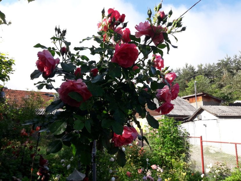  - IMAGINI MIXTE GRADINA 2019