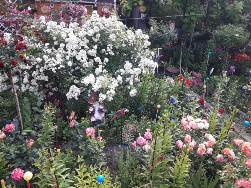  - IMAGINI MIXTE GRADINA 2019