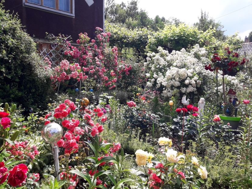  - IMAGINI MIXTE GRADINA 2019