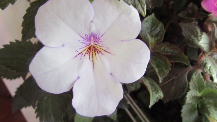 Charity - Achimenes 2019