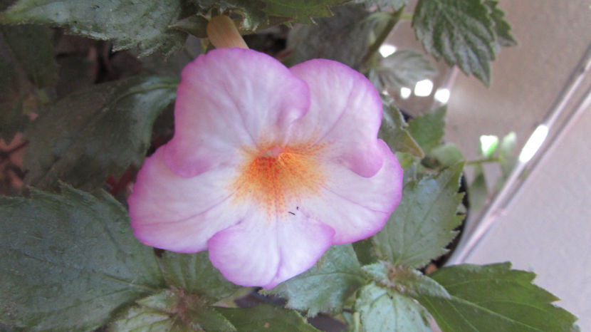 El Dorado - Achimenes 2019