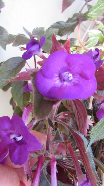 Violaceeea Semiplena - Achimenes 2019
