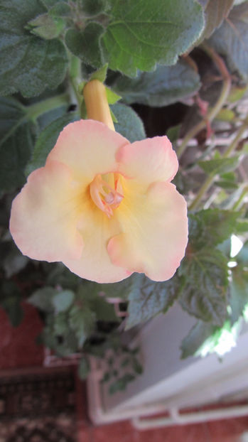 Sun Core - Achimenes 2019