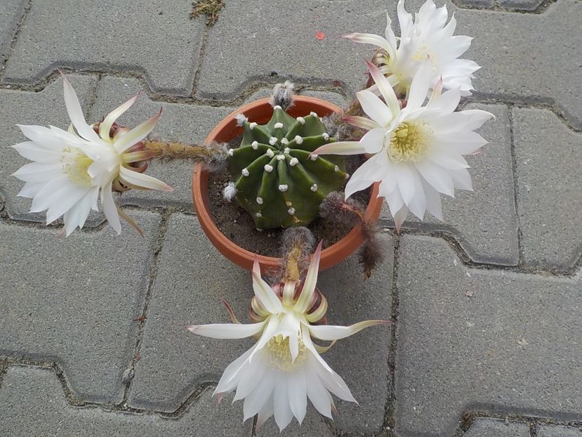  - echinopsis subdenudata
