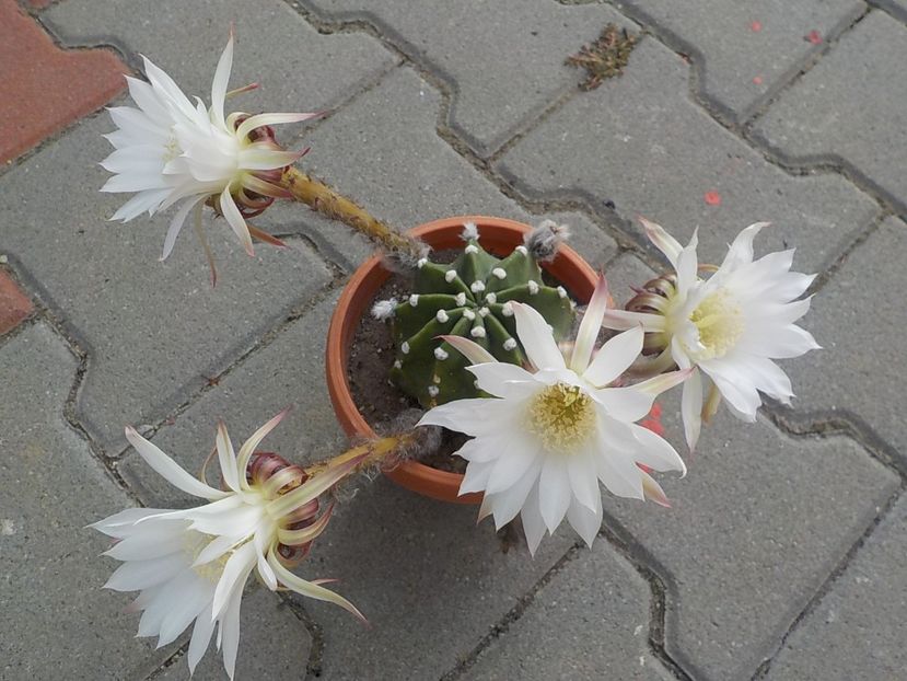  - echinopsis subdenudata