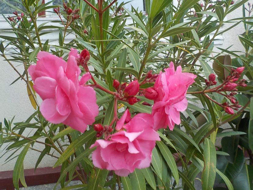  - roseum plenum 21