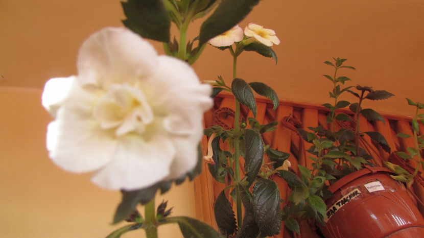 Yellow English Rose - Achimenes 2019