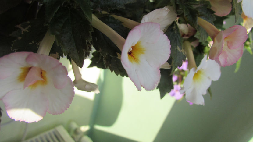Vie en rose - Achimenes 2019