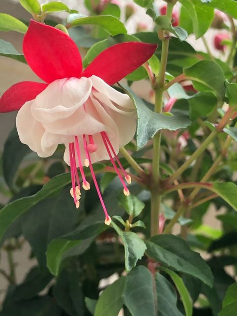 91C3C764-594D-4F82-B463-9E33326E9734 - FUCHSIA - Swingtime