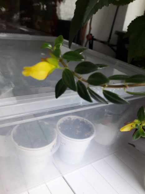 Nematanthus Hibrid Yellow(13-07-2019) - Gesneriaceae 2019