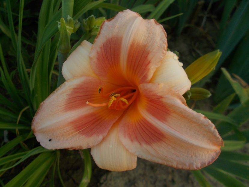 REAL WIND - Hemerocallis 2019