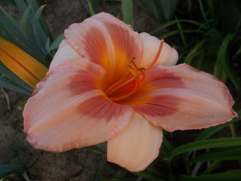 REAL WIND - Hemerocallis 2019