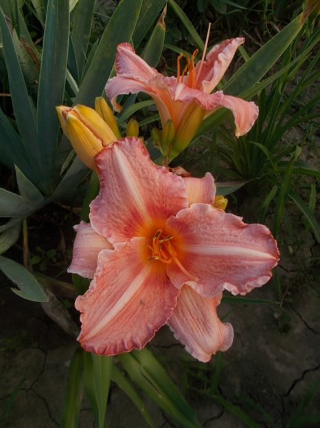 - Hemerocallis 2019