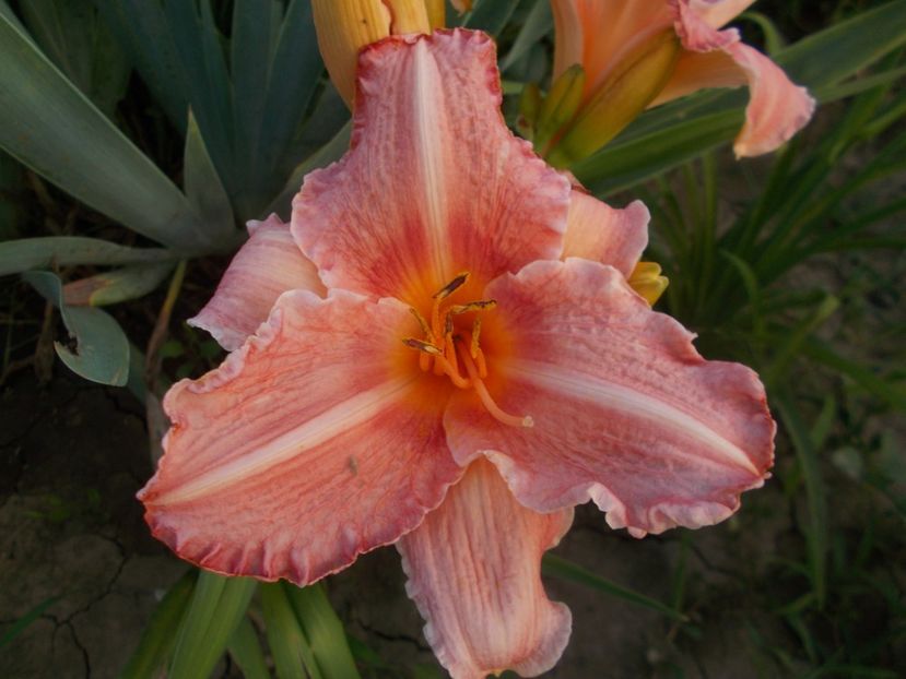  - Hemerocallis 2019