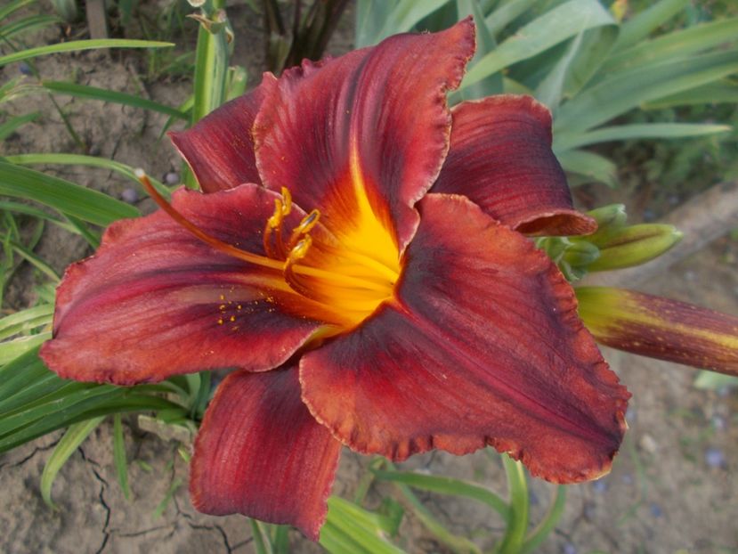  - Hemerocallis 2019