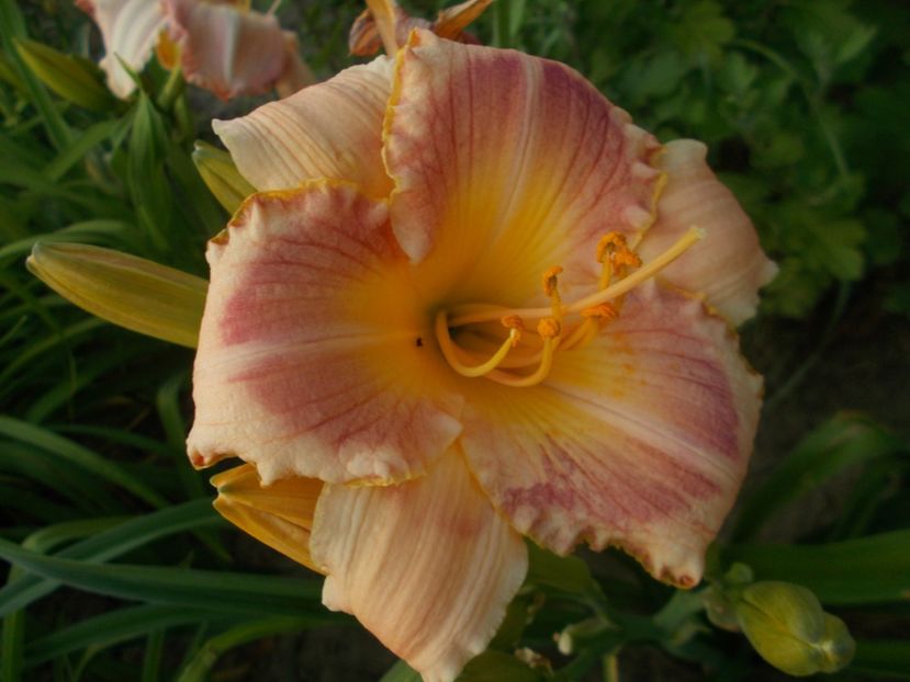 CINDY'S CHOICE - Hemerocallis 2019