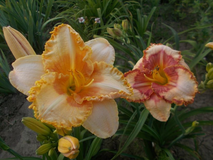  - Hemerocallis 2019