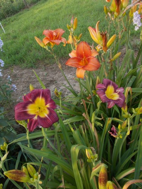 - Hemerocallis 2019