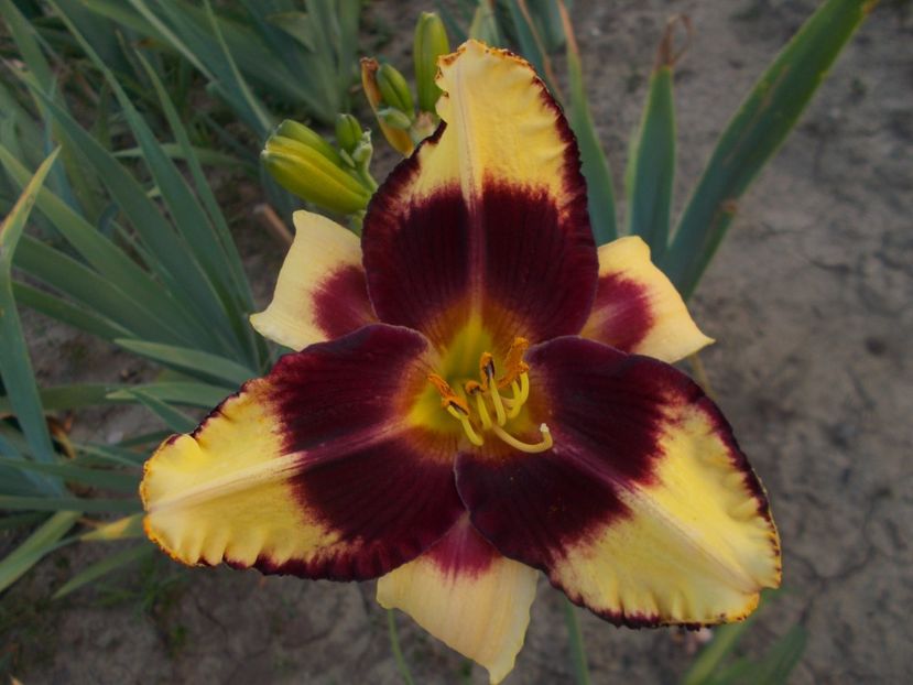  - Hemerocallis 2019