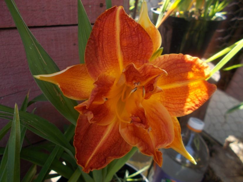  - Hemerocallis 2019