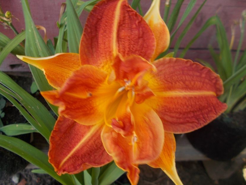  - Hemerocallis 2019