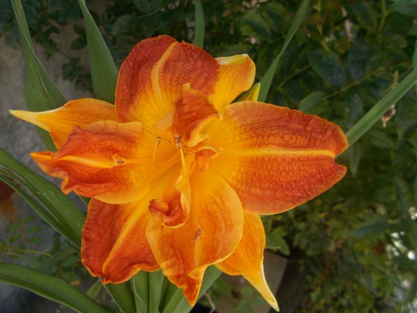  - Hemerocallis 2019