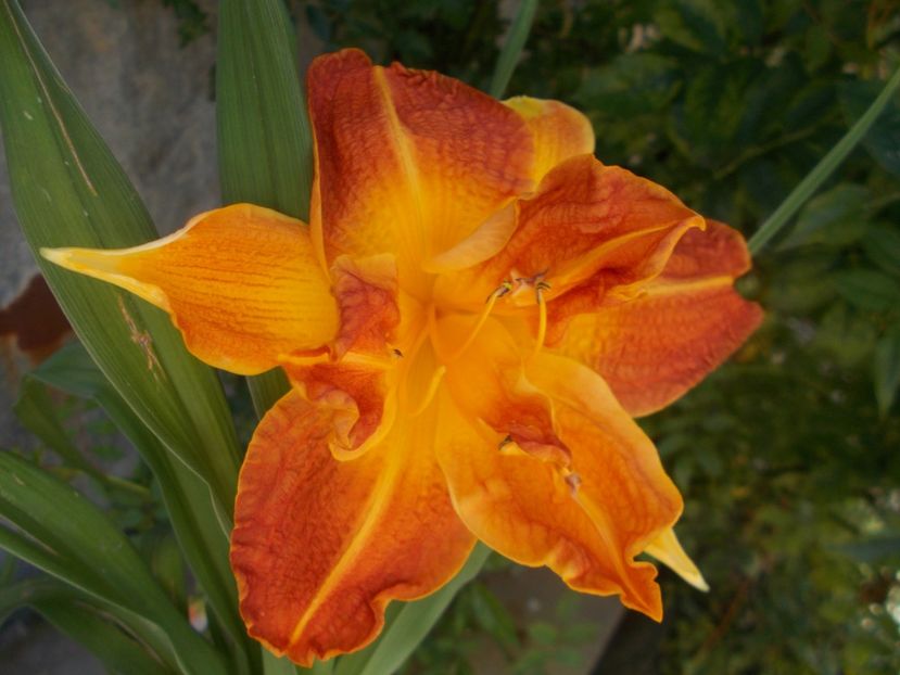  - Hemerocallis 2019