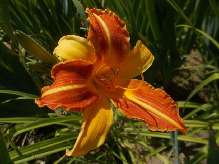  - Hemerocallis 2019
