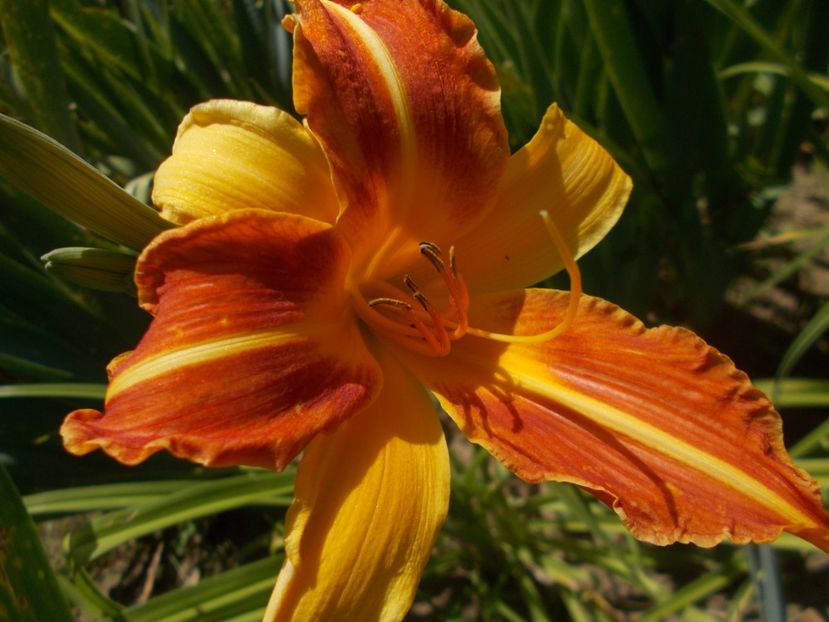  - Hemerocallis 2019