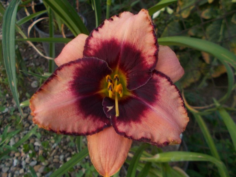  - Hemerocallis 2019