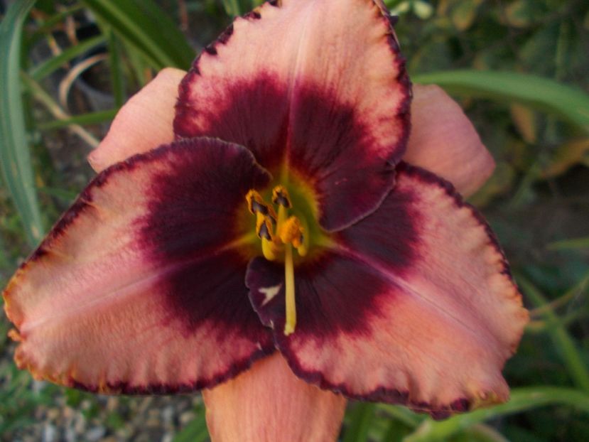  - Hemerocallis 2019