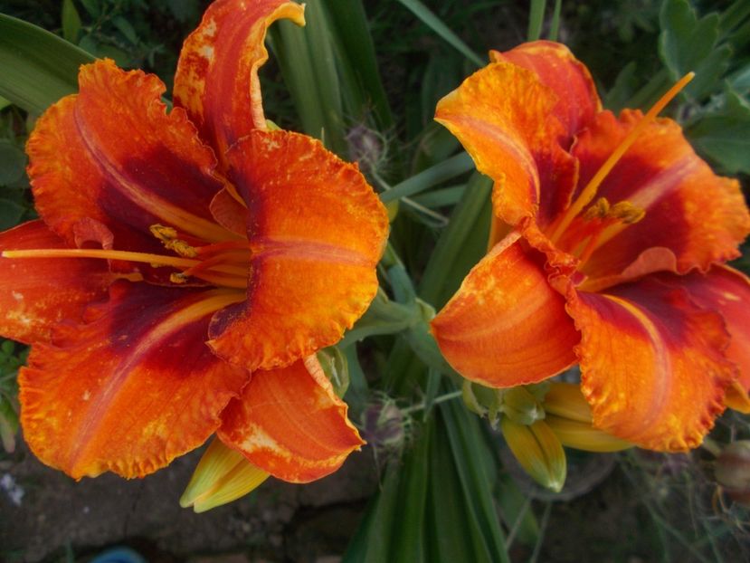  - Hemerocallis 2019