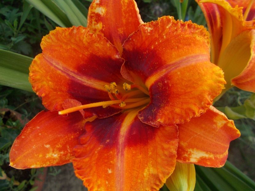  - Hemerocallis 2019